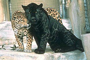 Blackpanther - 69.jpg